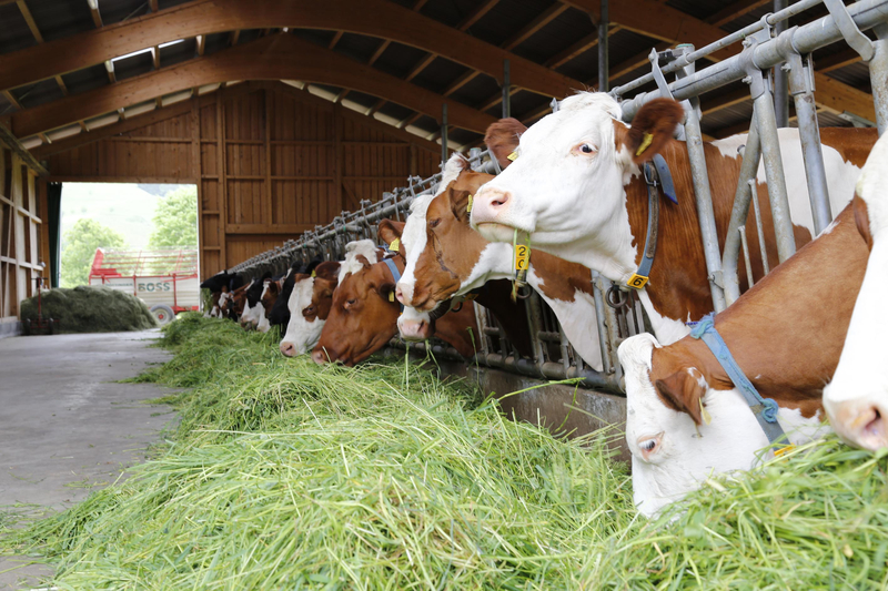 Streuströme in landwirtschaftlichen Tierhaltungsbetrieben - Messpraktikum (vor Ort)
